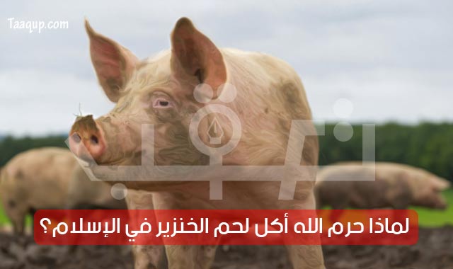 لماذا حرم الدين الإسلامي أكل لحم الخنزير؟