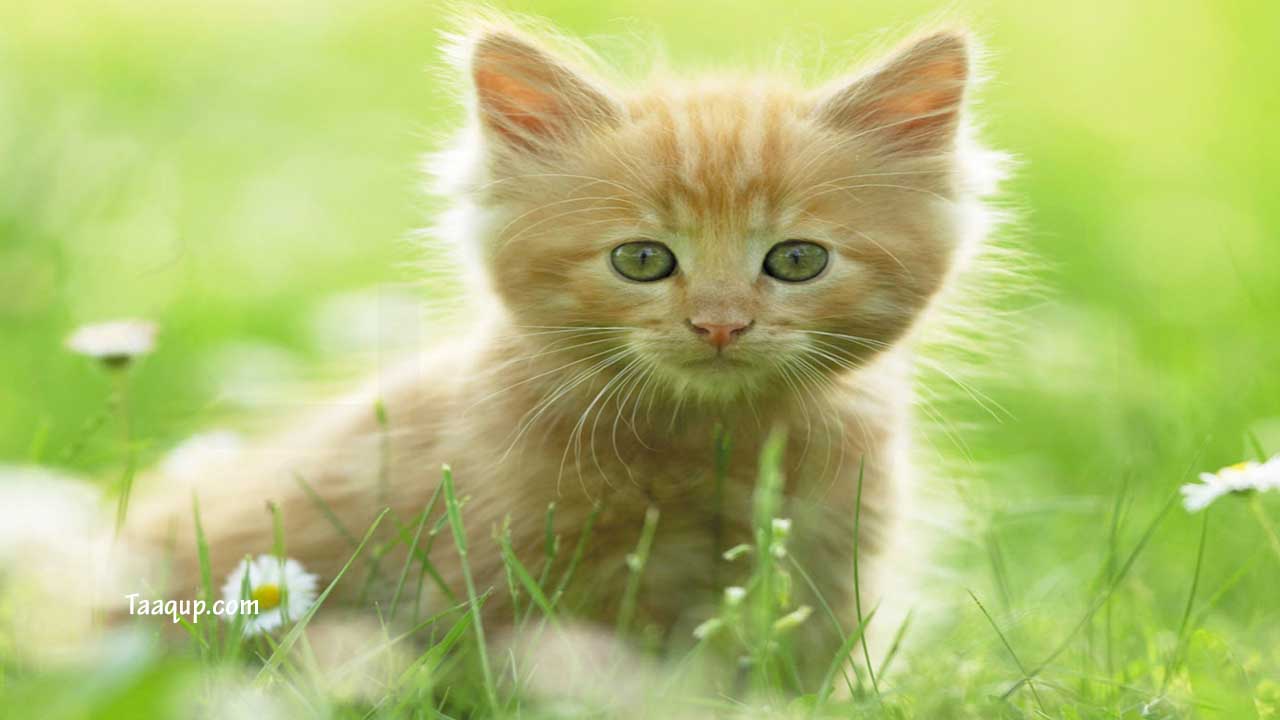 عرض أجمل 10 فيديوهات عن القطط على youtube يوتيوب The most beautiful cats in the world