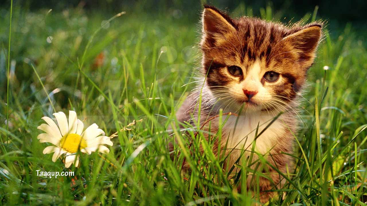 عرض أجمل 10 فيديوهات عن القطط على youtube يوتيوب The most beautiful cats in the world